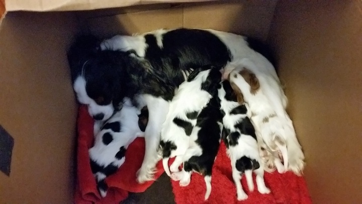 Mom and 5 pretty puppies