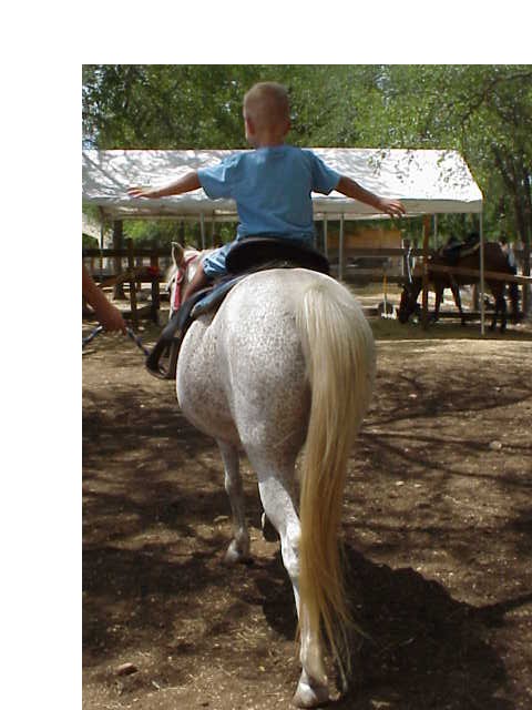 back of boy on white pony
